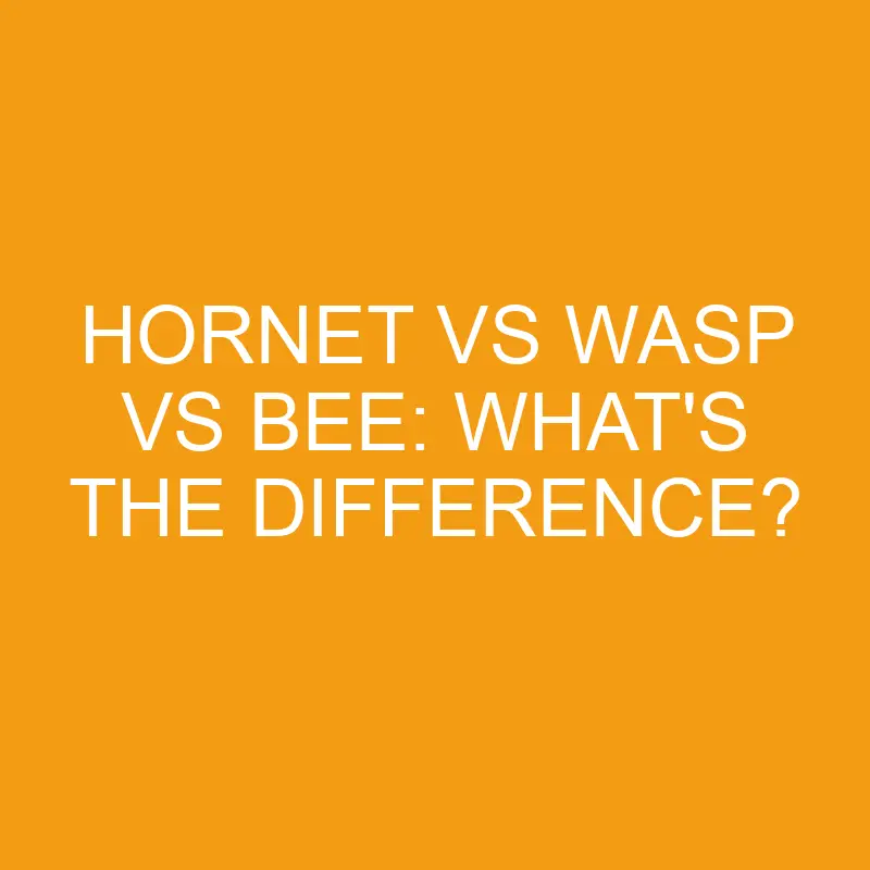 hornet vs wasp vs bee whats the difference 3261