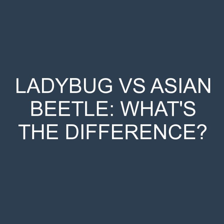 Ladybug Vs Asian Beetle: What’s the Difference?
