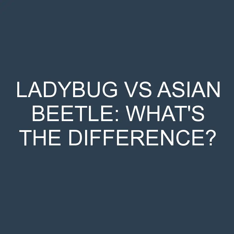 ladybug vs asian beetle whats the difference 2024 1