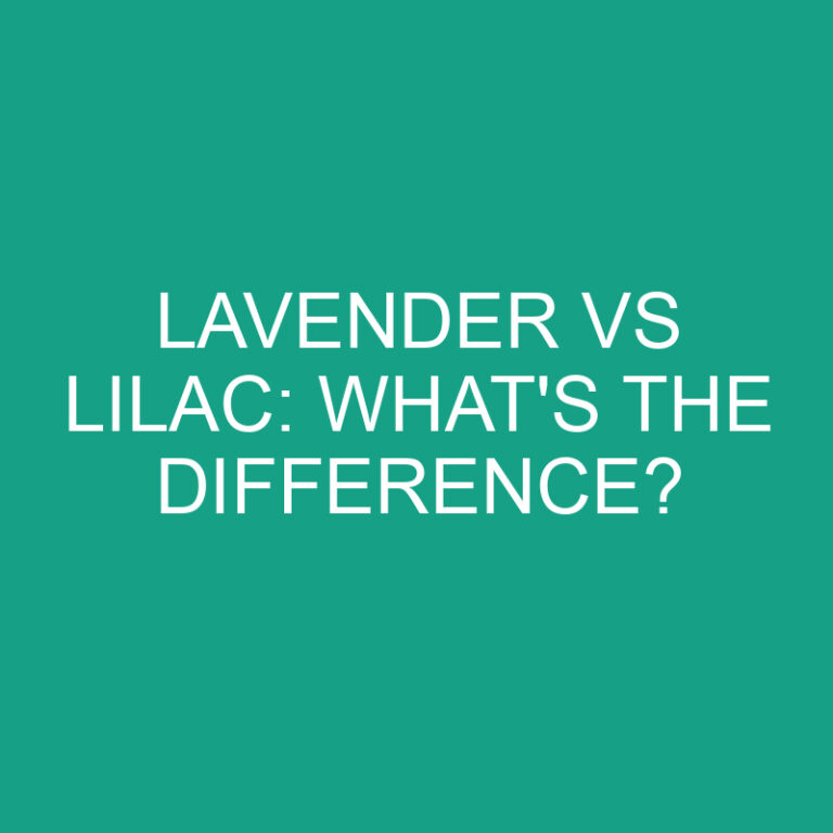 Lavender Vs Lilac: What’s the Difference?