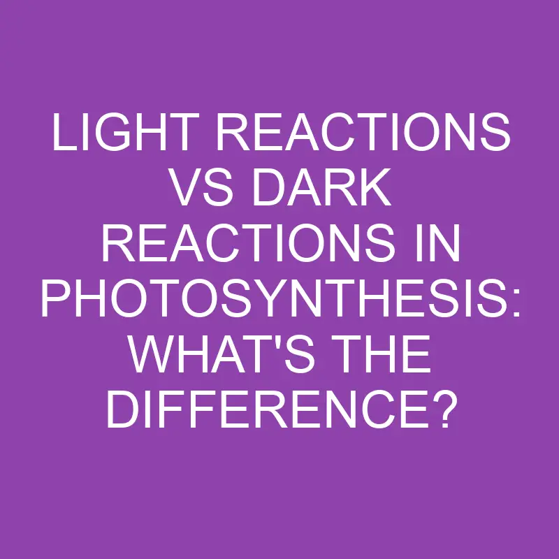light reactions vs dark reactions in photosynthesis whats the difference 3129
