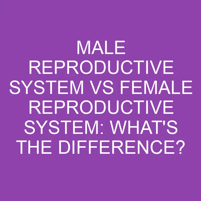 male reproductive system vs female reproductive system whats the difference 3178