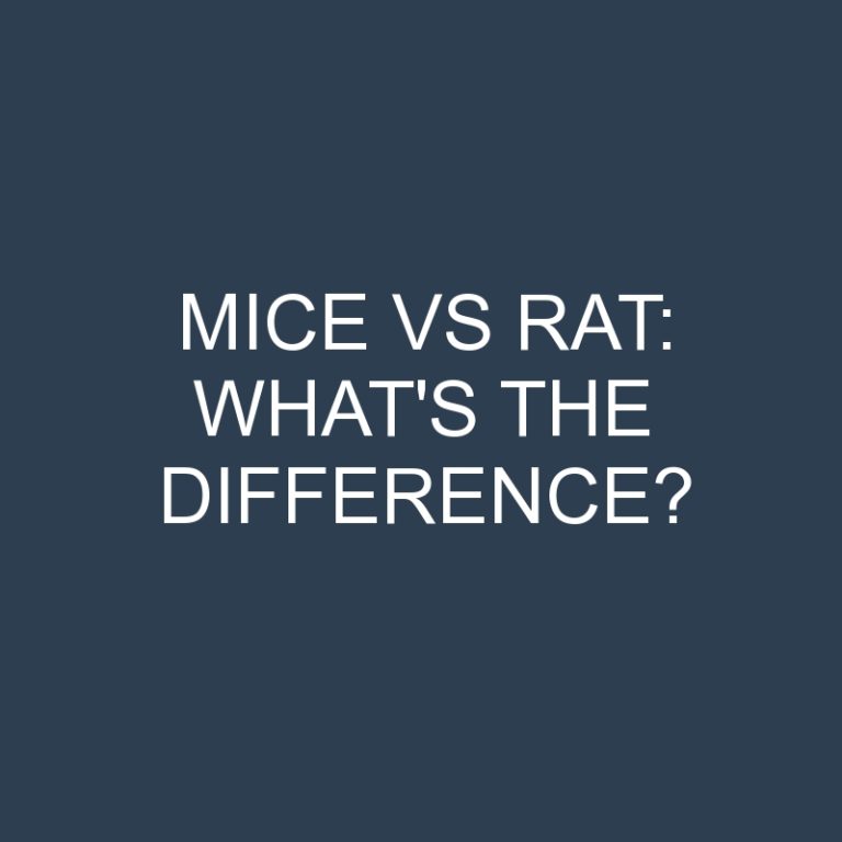 Mice Vs Rat: What’s the Difference?