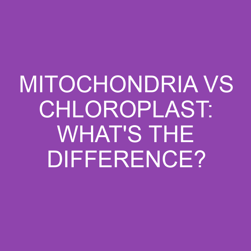 mitochondria vs chloroplast whats the difference 3183