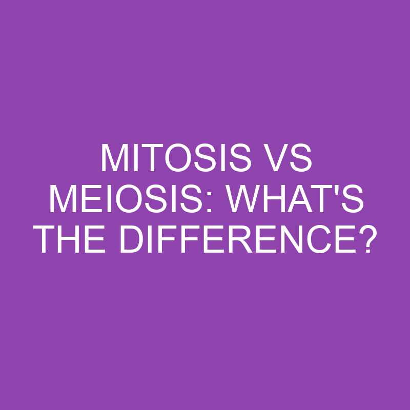 mitosis vs meiosis whats the difference 3219