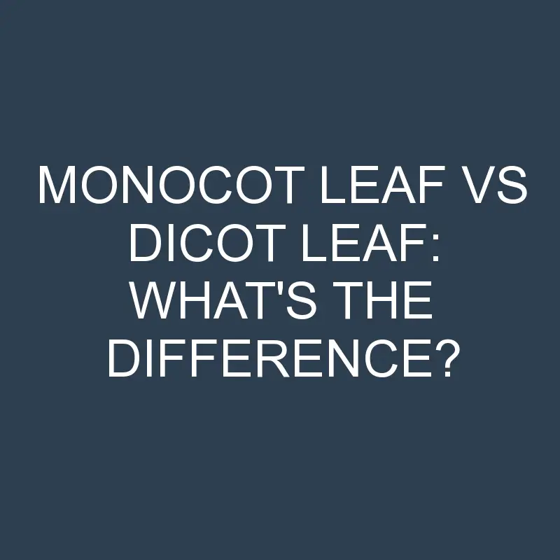 monocot leaf vs dicot leaf whats the difference 1994 1