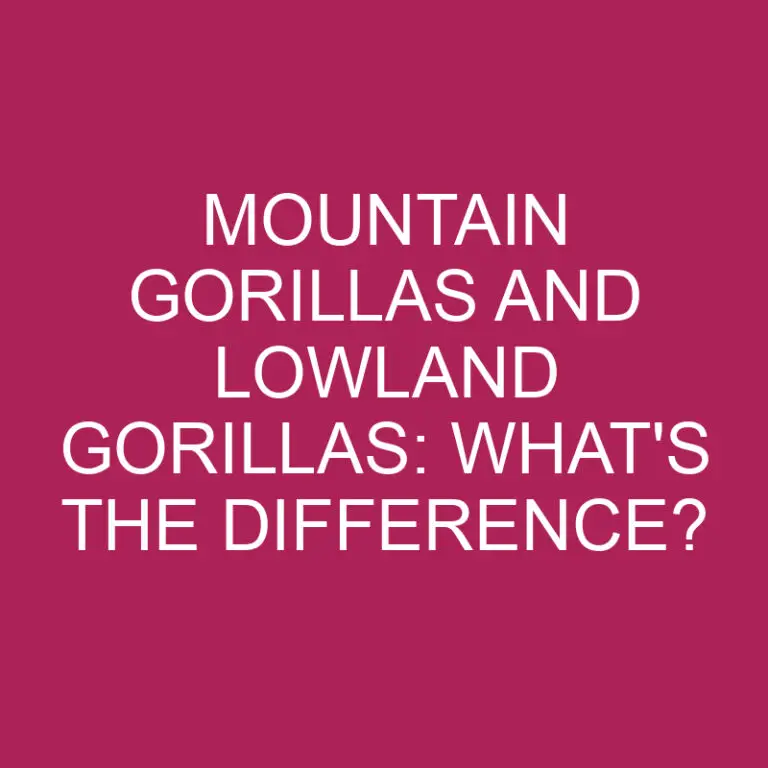 Mountain Gorillas And Lowland Gorillas: What’s The Difference?