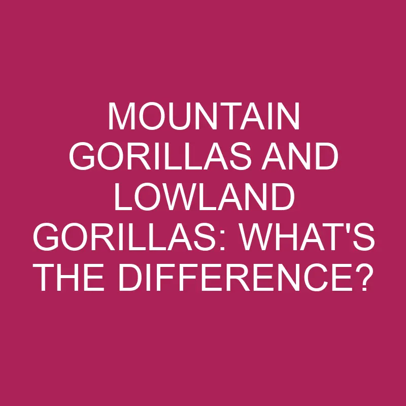 mountain gorillas and lowland gorillas whats the difference 5262