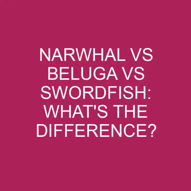 Narwhal Vs Beluga Vs Swordfish: What’s The Difference?