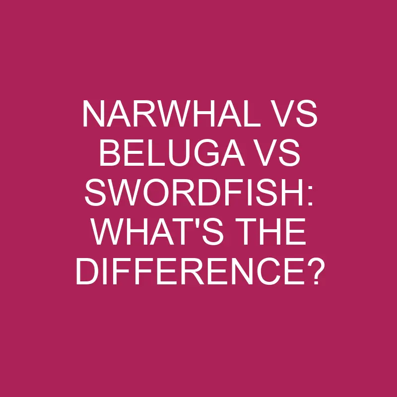 narwhal vs beluga vs swordfish whats the difference 5374