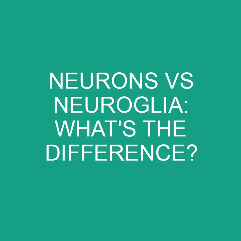 neurons vs neuroglia whats the difference 2856