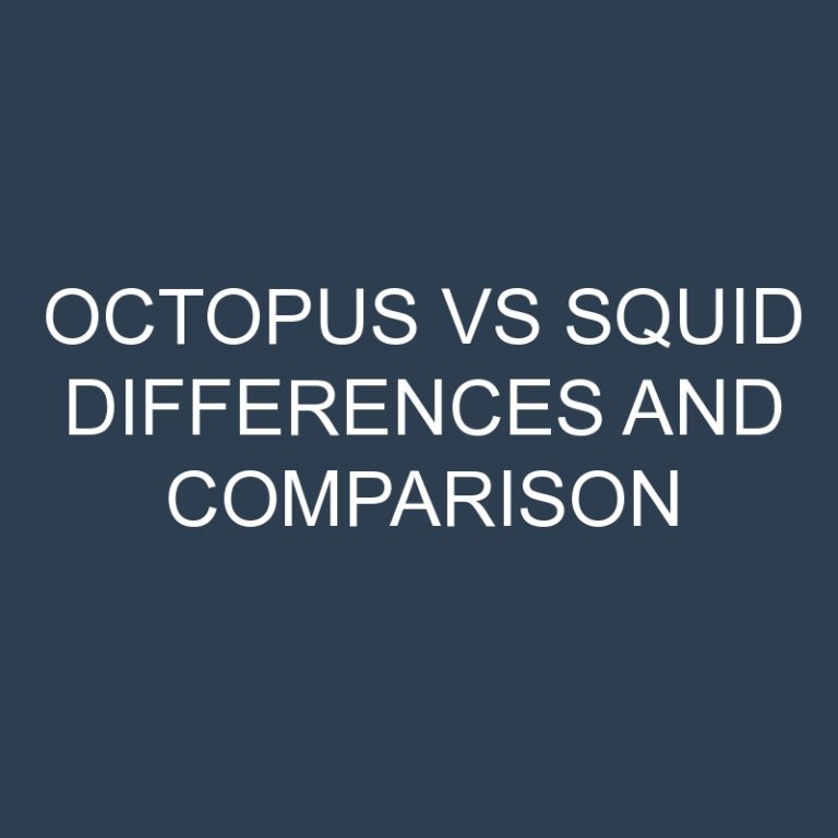 Octopus vs Squid Differences and Comparison