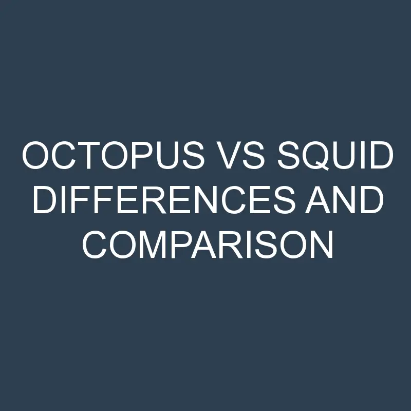 octopus vs squid differences and comparison 580