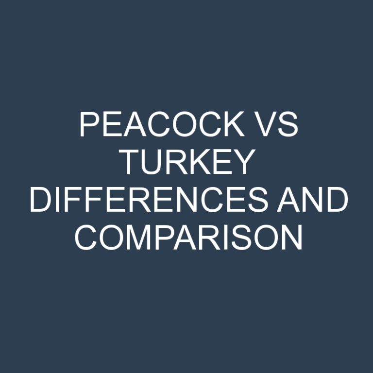 Peacock vs Turkey Differences and Comparison