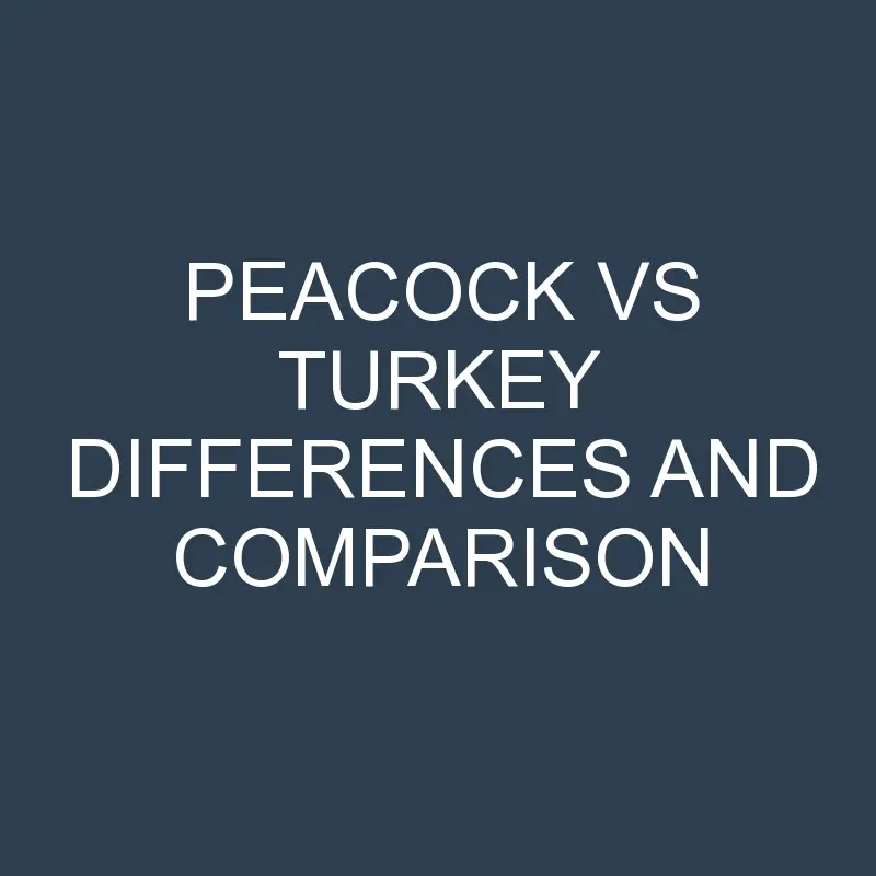 peacock vs turkey differences and comparison 678