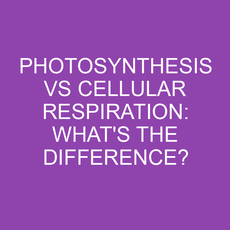 Photosynthesis Vs Cellular Respiration: What's The Difference ...