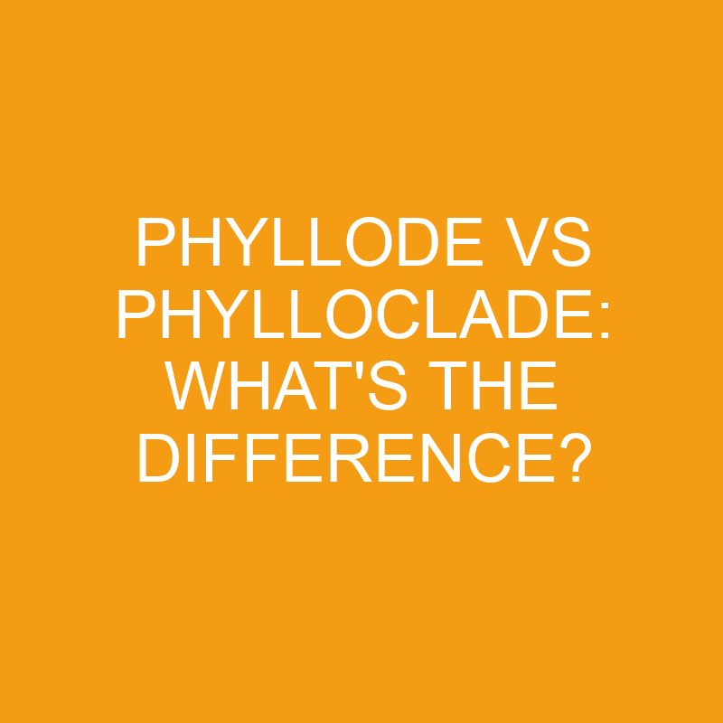 phyllode vs phylloclade whats the difference 2813