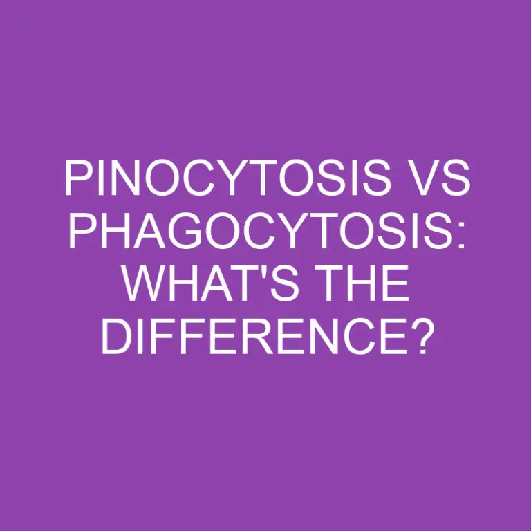 Pinocytosis Vs Phagocytosis: What’s the Difference?