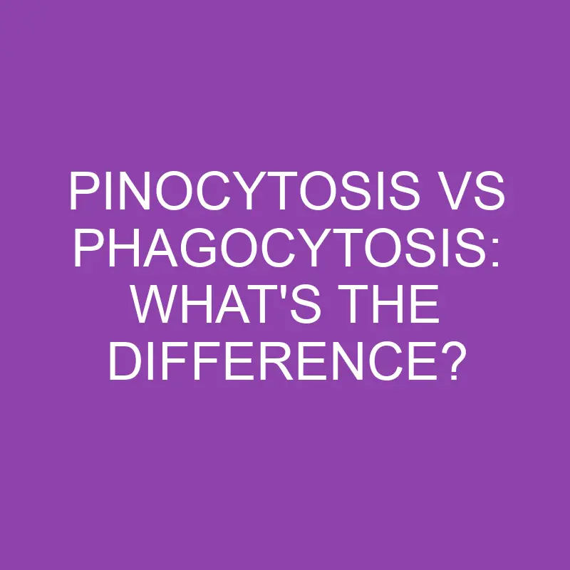 Pinocytosis Vs Phagocytosis: What’s the Difference?