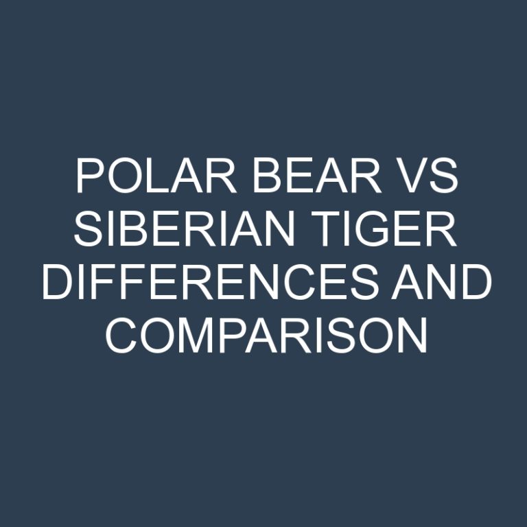 Polar Bear vs Siberian Tiger Differences and Comparison