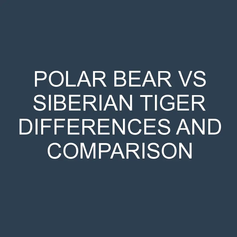 polar bear vs siberian tiger differences and comparison 598