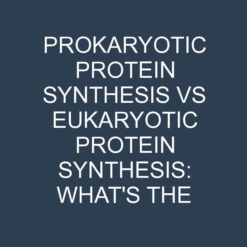 prokaryotic protein synthesis vs eukaryotic protein synthesis whats the difference 1970 1