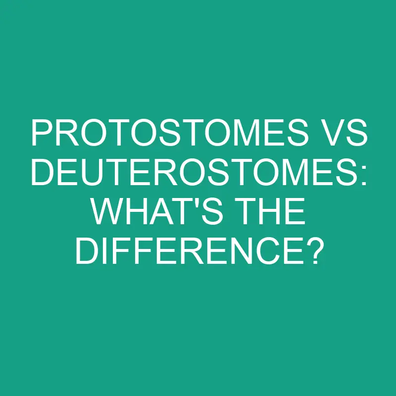 protostomes vs deuterostomes whats the difference 2846