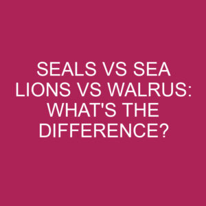 Seals Vs Sea Lions Vs Walrus: What's The Difference? » Differencess