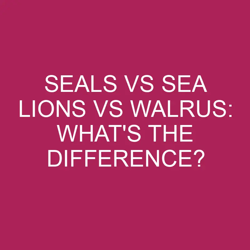 seals vs sea lions vs walrus whats the difference 5373