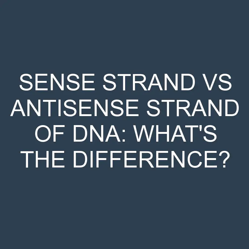 sense strand vs antisense strand of dna whats the difference 1965 1