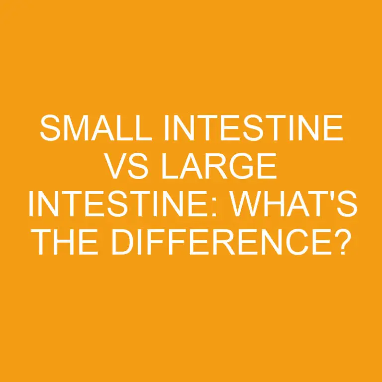 Small Intestine Vs Large Intestine: What’s the Difference?