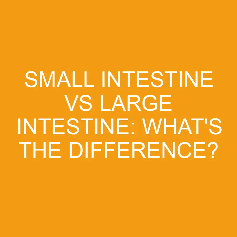 small intestine vs large intestine whats the difference 3319