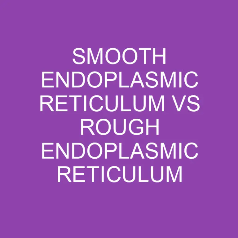 Smooth Endoplasmic Reticulum Vs Rough Endoplasmic Reticulum