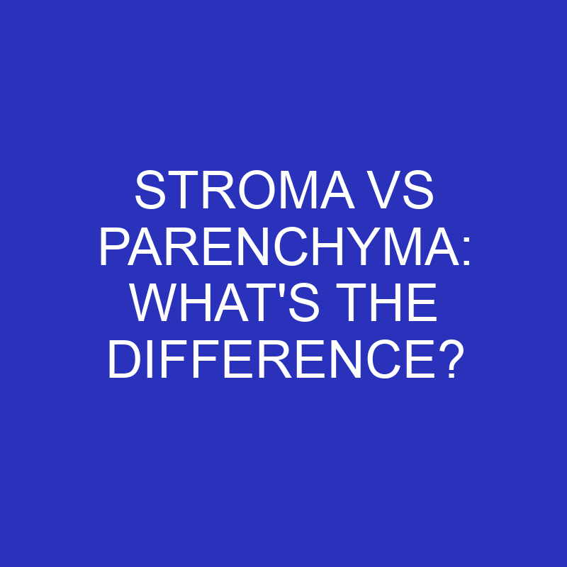 stroma vs parenchyma whats the difference 4597