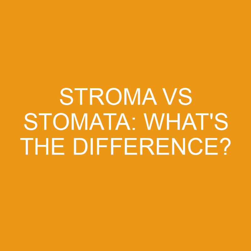 Stroma Vs Stomata: What’s The Difference?