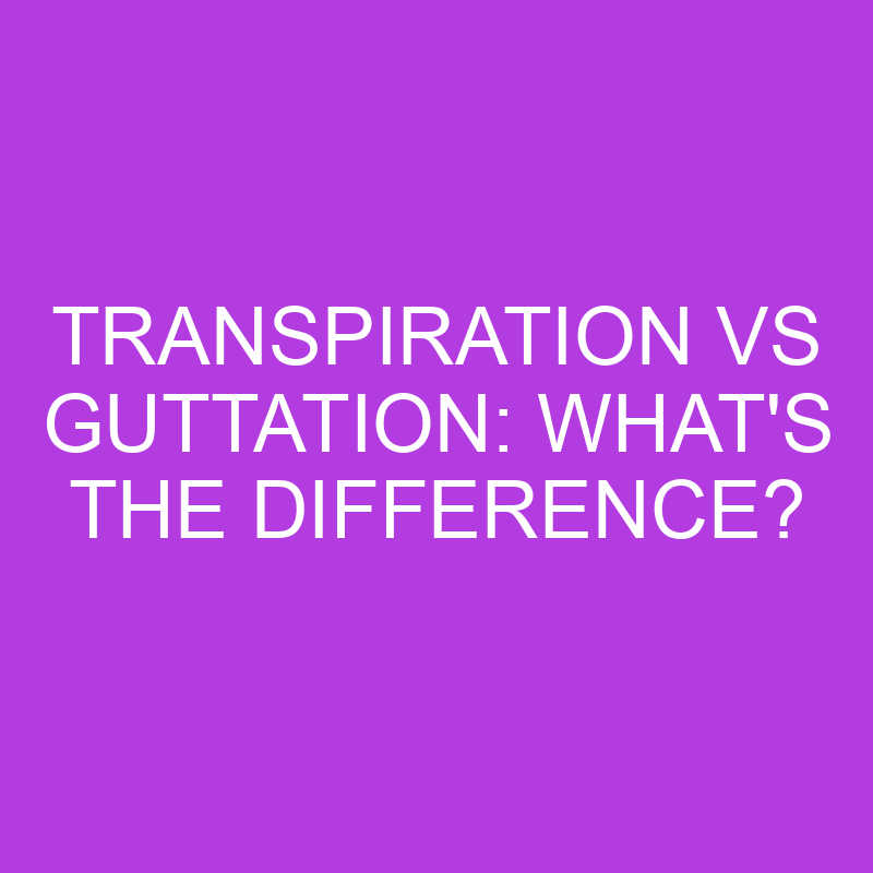 transpiration vs guttation whats the difference 5172