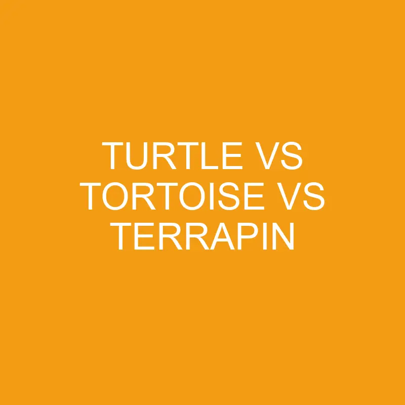 Turtle Vs Tortoise Vs Terrapin