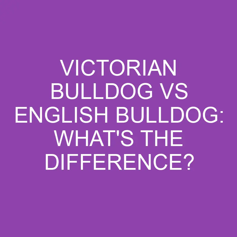 victorian bulldog vs english bulldog whats the difference 3134
