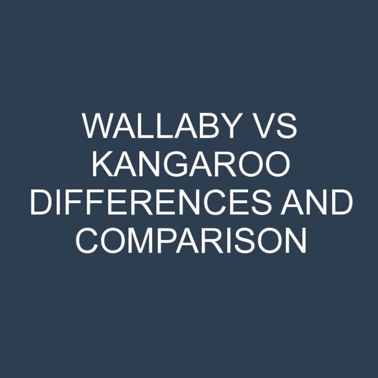 Wallaby vs Kangaroo Differences and Comparison