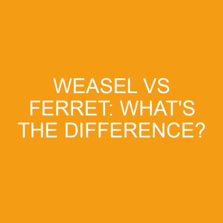 Weasel Vs Ferret: What’s the Difference?