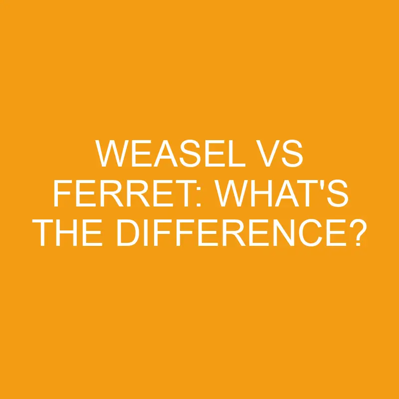 weasel vs ferret whats the difference 3295