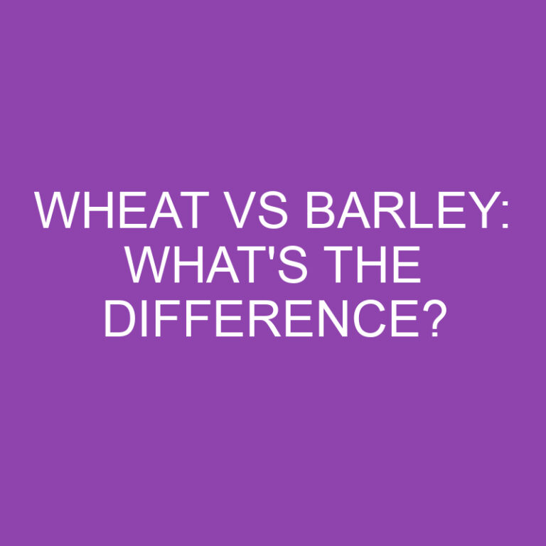 Wheat Vs Barley: What’s the Difference?