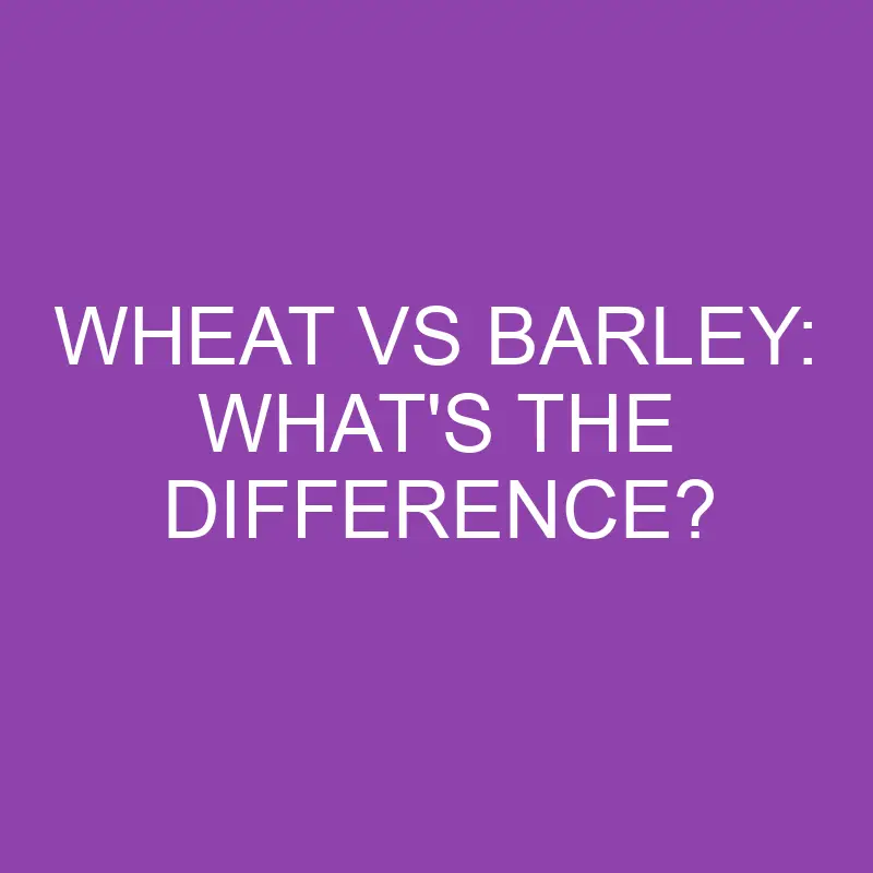 wheat vs barley whats the difference 3124