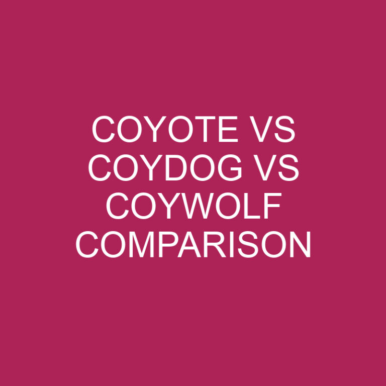 Coyote Vs Coydog Vs Coywolf Comparison
