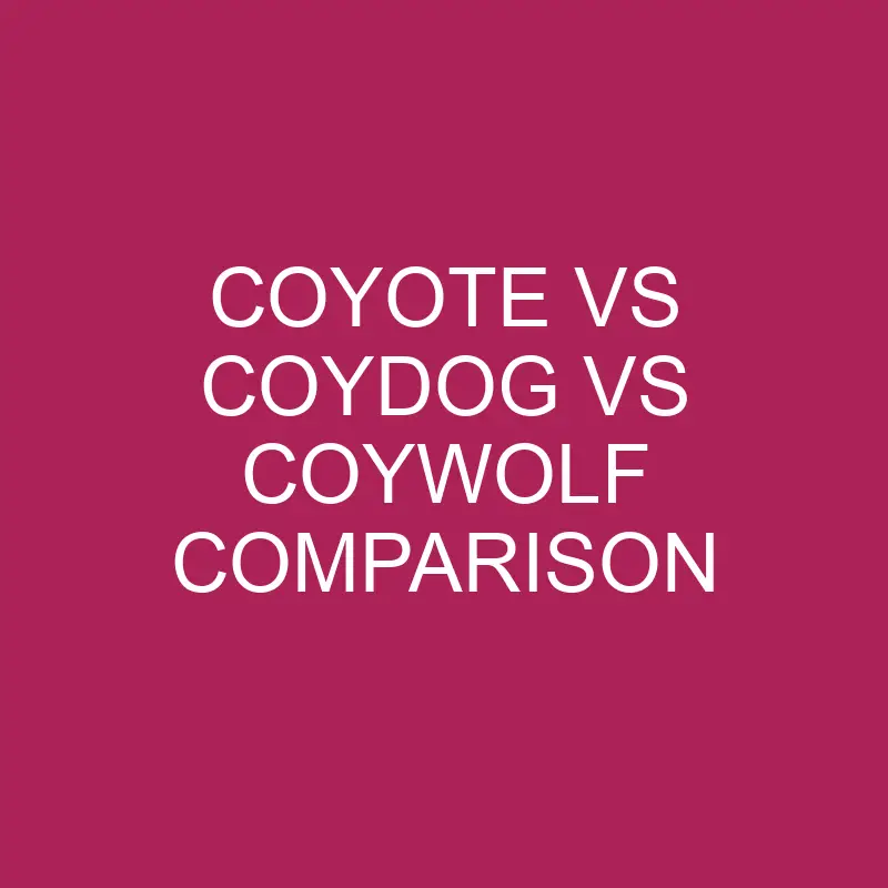 Coyote Vs Coydog Vs Coywolf Comparison