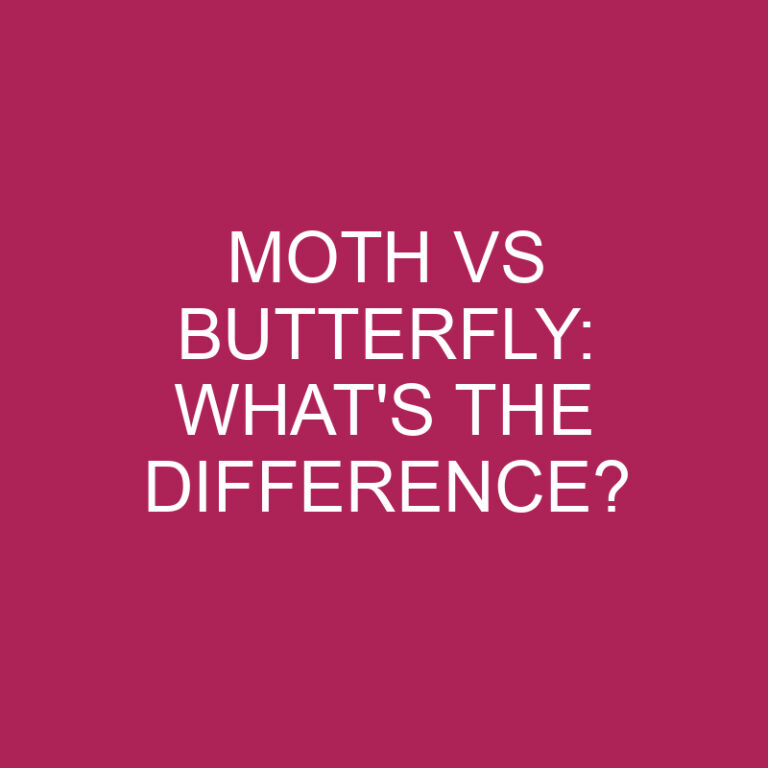 Moth Vs Butterfly: What’s The Difference?