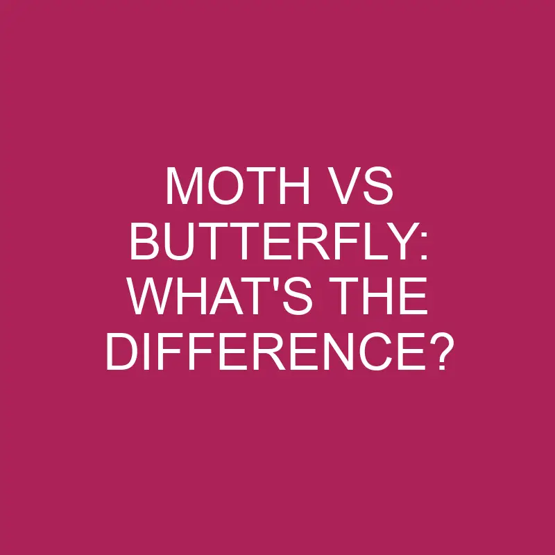 moth vs butterfly whats the difference 4962
