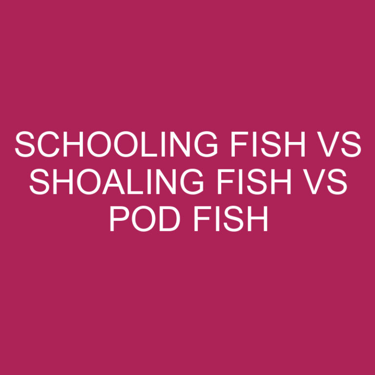 Schooling Fish Vs Shoaling Fish Vs Pod Fish