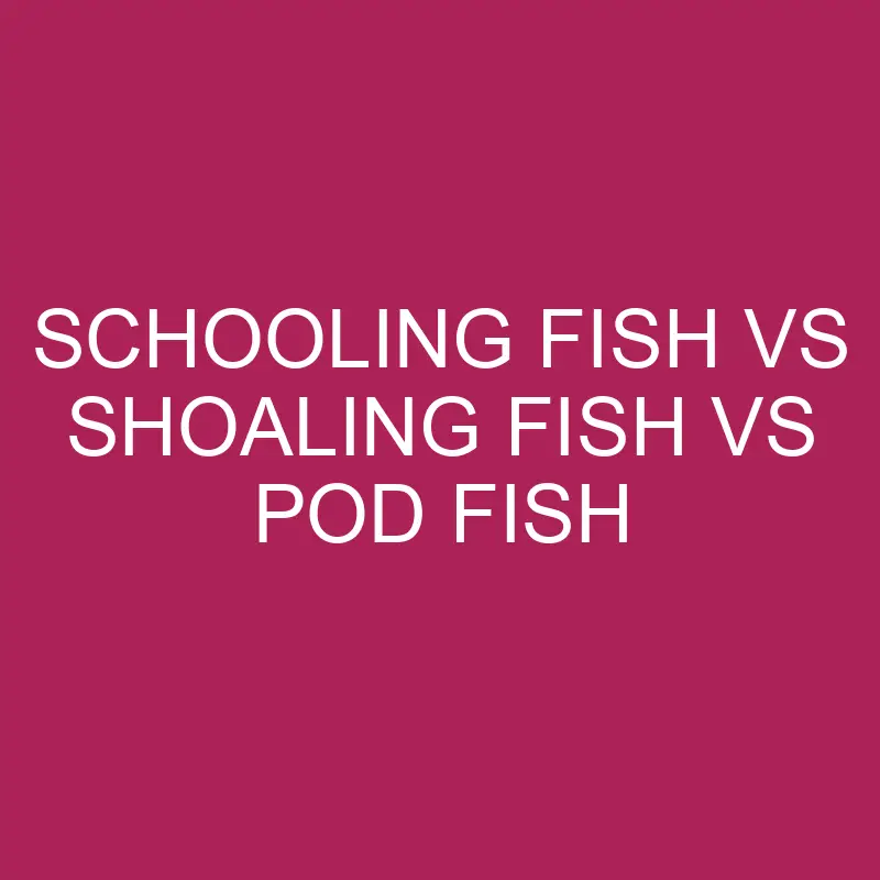 schooling fish vs shoaling fish vs pod fish 5497