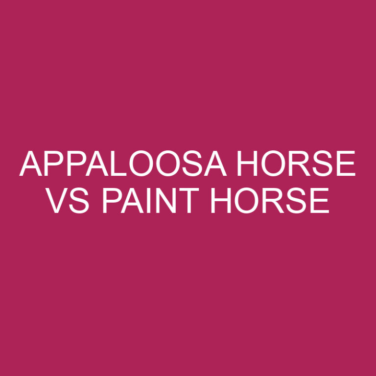 Appaloosa Horse Vs Paint Horse